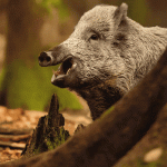 wildschweinklein
